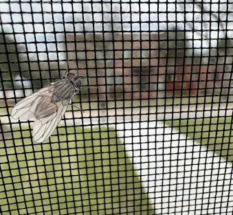 mosquito mesh mosquito mesh