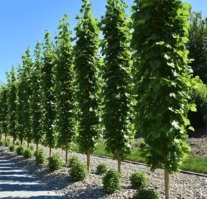 low-maintenance-trees-for-wind-blocking